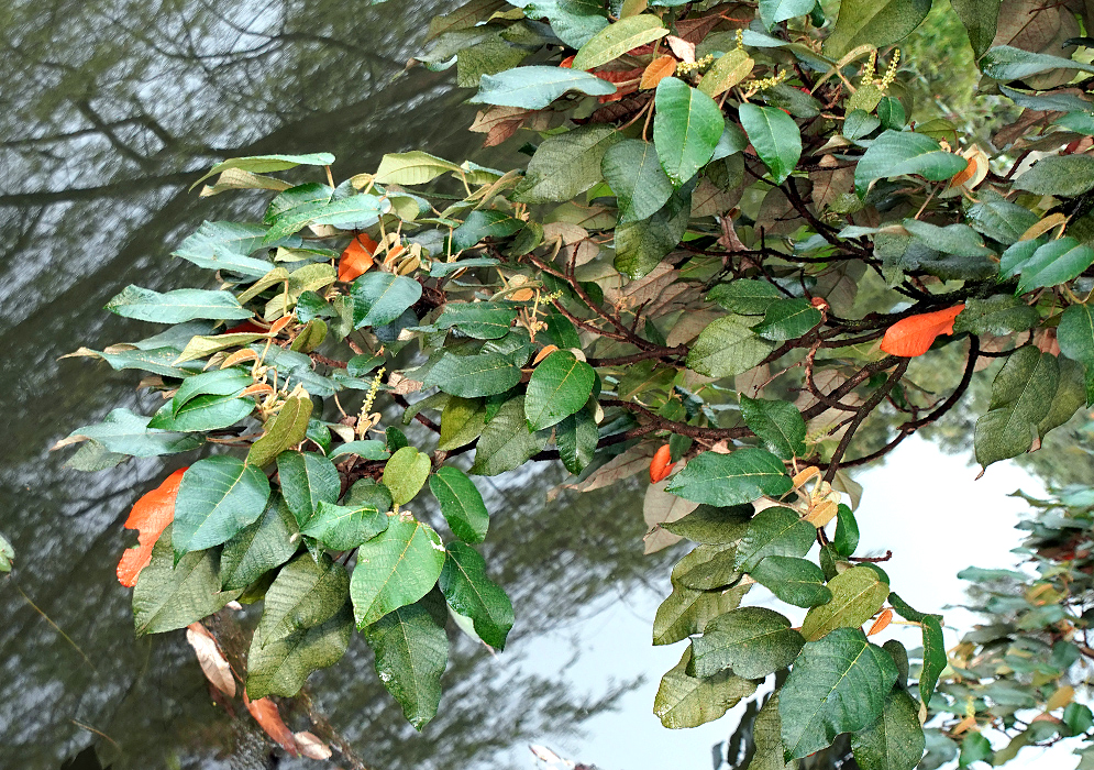 A Croton funckianus tree branch with large green leaves and a few orange leaves and small pale yellow inflorescence over a pond